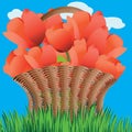 Basket of tulips Royalty Free Stock Photo