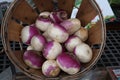 Basket of Turnips