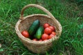 Basket with Vegetable