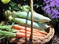 Basket Of Vegetables Royalty Free Stock Photo