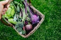 Basket vegetables cabbage, lettuce, carrots, cucumbers, beets, beans, peas, zucchini, broccoli, purple kohlrabi Royalty Free Stock Photo