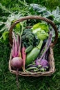 Basket vegetables cabbage, lettuce, carrots, cucumbers, beets, beans, peas, zucchini, broccoli, purple kohlrabi Royalty Free Stock Photo