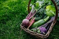 Basket vegetables cabbage, lettuce, carrots, cucumbers, beets, beans, peas, zucchini, broccoli, purple kohlrabi Royalty Free Stock Photo