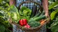 Basket of vegetables (kale, carrots, cucumbers, eggplant and peppers) in hands of a farmer background of nature. Royalty Free Stock Photo