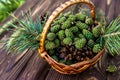 basket of vibrant green pine cones, destined for healing jam