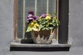 Basket with violets and artificial bouquet of tulips, chrysanthemums, lilies of the valley and buttercups, decorate the entrance t Royalty Free Stock Photo