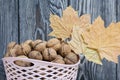 Basket with walnuts. Dried maple leaves. Harvesting a new crop Royalty Free Stock Photo