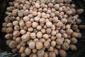 Basket of walnuts on a market square. A lot of nuts Royalty Free Stock Photo
