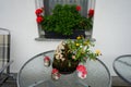 A basket with white chrysanthemums, yellow marigolds stands on the table against the backdrop of a flower box with geraniums. Royalty Free Stock Photo