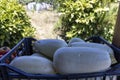 A basket of white squash sits on a table Royalty Free Stock Photo