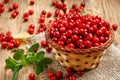 Basket with wild autumn forest berry - lingonberry Royalty Free Stock Photo