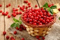 Basket with wild autumn forest berry - lingonberry