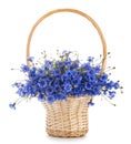 Basket with wild flowers. Blue cornflowers isolated on white background