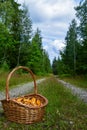 Basket of wild golden chanterelle mushrooms on empty forest road Royalty Free Stock Photo