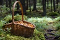 Basket of wild golden chanterelles in the forest Royalty Free Stock Photo