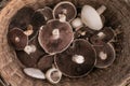 Basket of wild mushrooms champignon, Agaricus Bisporus raw uncooked