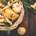 Basket with wild mushrooms chanterelles closeup on a dark background Royalty Free Stock Photo