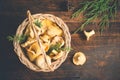 Basket with wild mushrooms chanterelles on a dark background