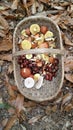 Basket of wild mushrooms and chestnuts