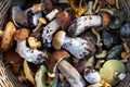 Basket with wild mushrooms Royalty Free Stock Photo