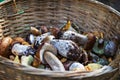 Basket with wild mushrooms Royalty Free Stock Photo