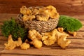 Basket of wild organic chanterelles mushrooms on old wooden table Royalty Free Stock Photo