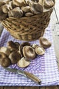 Basket with wild oyster mushrooms