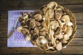 Basket with wild oyster mushrooms