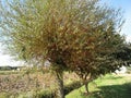 Basket willow or common osier or osier tree Salix viminalis with green leaves in spring . Tuscany, Italy Royalty Free Stock Photo