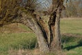 Basket Willow Salix viminalis,Rhineland,Germany