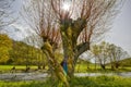 Basket Willow at Tauber River