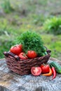 Basket and wooden plate with fresh vegetables (tomatoes, cucumber, chili pepers, dill) on wooden background. Outdoor, in Royalty Free Stock Photo