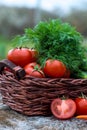 Basket and wooden plate with fresh vegetables (tomatoes, cucumber, chili pepers, dill) on wooden background. Outdoor, in Royalty Free Stock Photo