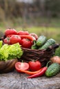 Basket and wooden plate with fresh vegetables (tomatoes, cucumber, chili pepers, dill and lettuce) on wooden background. Royalty Free Stock Photo