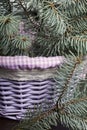 The basket, woven from the vine, is decorated with blue spruce branches. Royalty Free Stock Photo