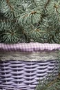 The basket, woven from the vine, is decorated with blue spruce branches. Royalty Free Stock Photo