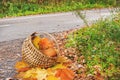 A basket of yellow maple leaves sits on a leaf-strewn path. Autumn landscape