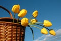 The basket with yellow tulips. Royalty Free Stock Photo