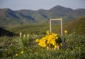 Basket of yellow tulips against the background of mountains