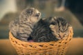 Basket with young kittens.