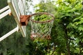 Basketball hoop in the garden