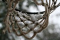 Basketball Net in the Snow