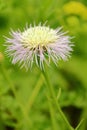 Basketflower Royalty Free Stock Photo