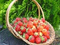 Basketful of Strawberries