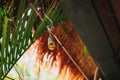 Basketry that is used to make decorative lamps