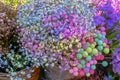 Baskets of colorful dry flowers close-up. Gift, present, celebrating, floral decor, wedding decor Royalty Free Stock Photo