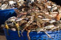 Baskets with crabs. Fishing port in southern India Royalty Free Stock Photo