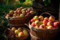 Baskets filled with freshly picked apples. Apple harvest. Generative AI