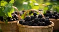 Baskets filled with sun ripened and juicy blackberries