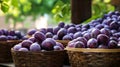 Baskets filled with sun ripened and juicy plums